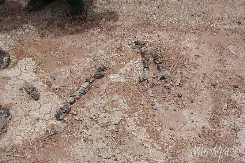 Mud Maps Africa Agadez dinosaur bones 3378